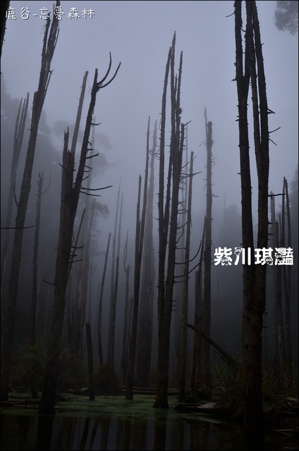 紫川琪灩.遊》(D7000)南投-鹿谷-賽德克.巴萊「忘憂森林」