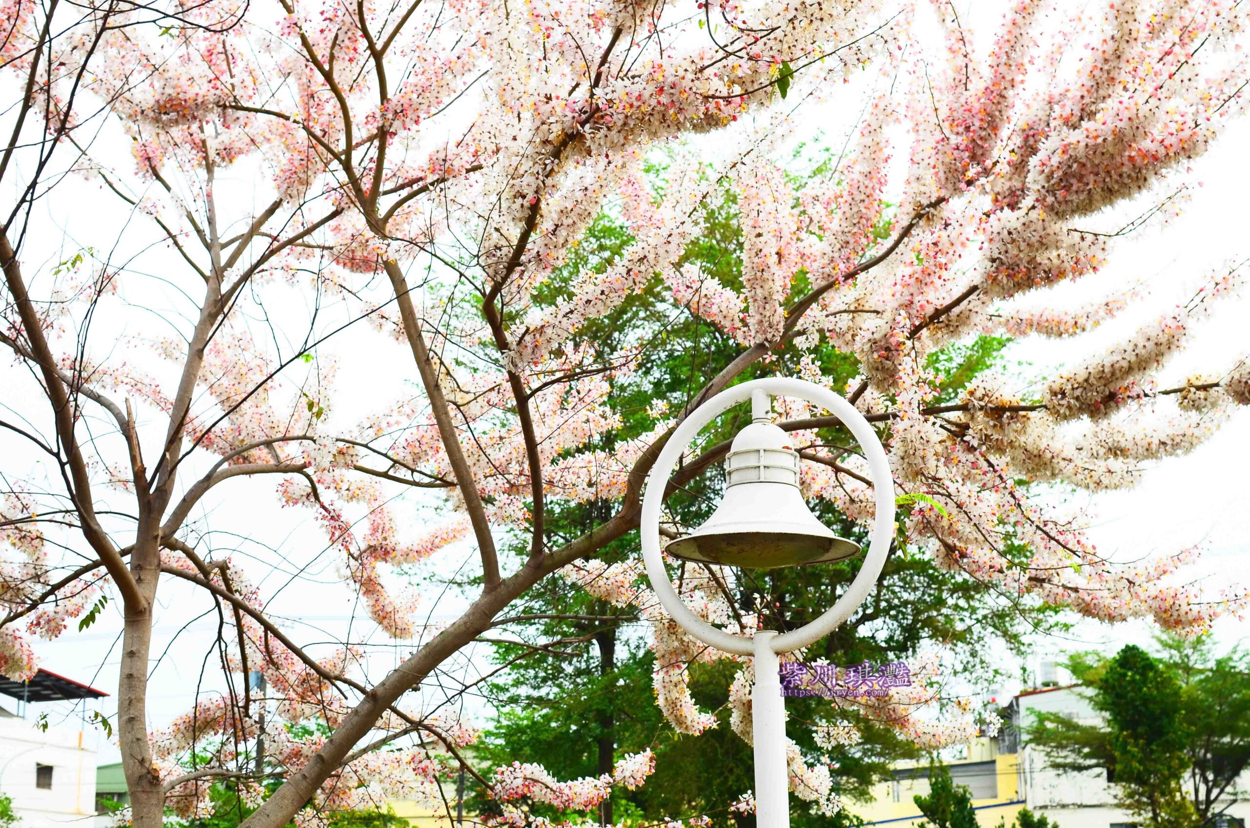 屏東潮州粉紅花海浪漫綻放秒出國！3月中旬有屏東櫻花之稱的花旗木、苦楝，那淡紫粉白花海盛開，跟日本韓國一樣的櫻花滿開美景享受秒飛日本看櫻花的偽出國風情